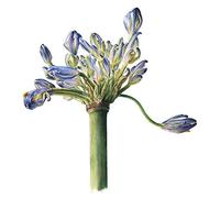 Petal Split
