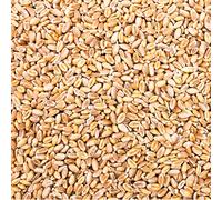 Petigi 30 kg Grain Graines de Blé Aliments pour Animaux Poulet Volaille