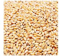Petigi 5-30 kg Grain Graines de Blé Aliments pour Animaux Poulet Volaille