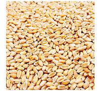 Petigi 5-30 kg Grain Graines de Blé Aliments pour Animaux Poulet Volaille