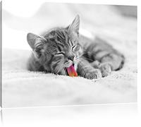 petit chaton béant noir / blanc Taille: 60x40 sur toile, XXL énormes Photos complètement encadrée avec civière, impression d'art sur murale avec cadre, moins cher que la peinture ou la peinture à l'huile, pas une affiche ou une bannière,