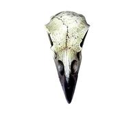 Petit crâne de Corbeau