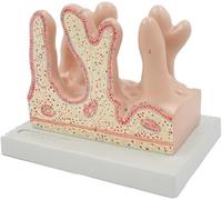 Petit modèle de villosités intestinales - Aide pédagogique pour l'étude du système digestif humain, idéal pour les professionnels de la santé
