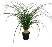 Petit pied d'éléphant - Beaucarnea recurvata - Nolina - plante d'intérieur - pot 12cm - boule