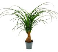 Petit pied d'éléphant - Beaucarnea recurvata - Nolina - plante d'intérieur - pot 12cm - tronc