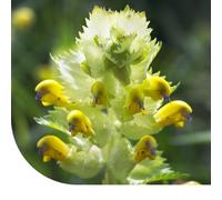 Petit rhinanthe (Rhinanthus minor), 330 graines | Plante annuelle indigène | Lutte contre l'herbe rampante | Très attractive pour les insectes pollinisateurs
