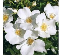Petit rosier arbustif blanc Escimo en pot 3L