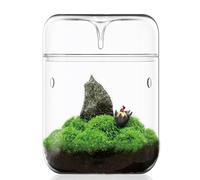 Petit terrarium en verre 12 x 17,5 cm Planificateur d'air pour plantes succulentes Mousse de fougère Vase micro-paysage pour la décoration des jardins domestiques, bureau Plateau de table Récipient