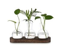 Petit Vase Fleur Vase Transparent: Hewory Terrarium Plante Hydroponie Vase en Verre avec Marron Plateau en Bois - 3pces Soliflore en Verre Terrarium Vegetal pour Centre de Table Decoration Interieur