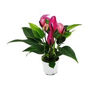 Petite fleur de flamant rose Anthurium andreanum Baby Anthurium Mini plante 7 cm Pot à petites fleurs violettes en fleurs Zizou