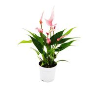 Petite fleur flamant rose - Anthurium andreanum - bébé anthurium - mini plante - pot 7cm - petites fleurs roses - Lilli