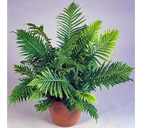 Petite Fougère d'intérieur Délicate | Blechnum "Silver Lady" en Pot | Cadeau de plante à Vendre