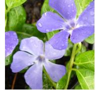 Petite pervenche "" Bowles variety"" Vinca minor Arbuste persistant et robuste | Pot de 9cm