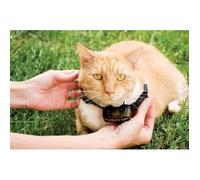 PetSafe - Collier supplémentaire pour clôture anti-fugu chat, 4 niveaux de stimulation, léger, réglable et anti-étranglement, à Pile