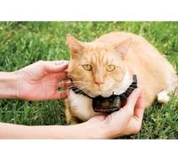PetSafe - Collier supplémentaire pour clôture anti-fugu chat, 4 niveaux de stimulation, léger, réglable et anti-étranglement, a Pile