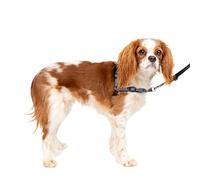 PetSafe® Deluxe Easy Walk® Harnais Anti-Traction pour Chien Idéal pour la Promenade et Le Dressage Rembourrage Confortable pour Petits Chiens Acier Noir Taille S