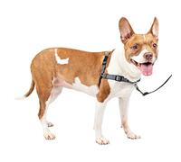 PetSafe Easy Walk Deluxe Harnais pour Chien Anti-Traction - Parfait pour Le Dressage de Laisse et Harnais - Empêche Les Animaux de Tirer et de s'étouffer Lors des promenades - Taille M, Acier