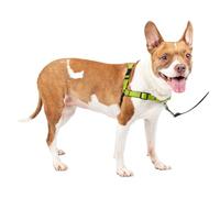 PetSafe Easy Walk Deluxe Harnais pour Chien Anti-Traction Parfait pour Le Dressage de Laisse, empêche Les Animaux de Tirer et de s'étouffer Lors des promenades, Taille M, Couleur Pomme