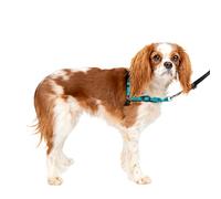 PetSafe Easy Walk Deluxe Harnais pour Chien Anti-Traction Parfait pour Le Dressage de Laisse, empêche Les Animaux de Tirer et de s'étouffer Lors des promenades, Taille S, Motif océan