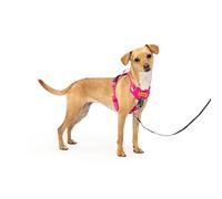 PetSafe Easy Walk Harnais confortable anti-traction pour chien Rembourrage intégral - Meilleure promenade à la première utilisation - 5 points de réglage pour chiens de taille XS, S, M et L, bleu/noir