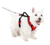 PetSafe EasySport Harnais, Petit, Rouge
