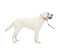 PetSafe Gentle Leader Licol anti-traction pour chien - La solution ultime pour tirer - Redirige la traction de votre chien pour des promenades plus faciles - Vous aide à reprendre le contrôle - Taille