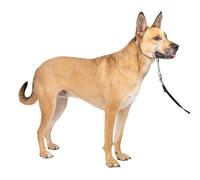 PetSafe Gentle Leader Licol avec DVD de Formation (français Non Garanti)