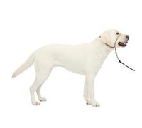 PetSafe Gentle Leader Licol avec entraînement DVD