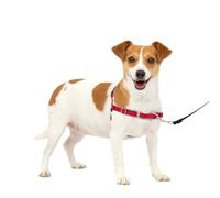PetSafe Harnais Chien, Rouge, Petit - S