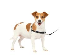 PetSafe Harnais Easy Walk avec Boucle Anti-Traction et Laisse de 1,8 m, Promenade Confortable pour Vous et Lui - 4 Points de Réglage - Résistant, Facile à Mettre et enlever - Noir, Taille S