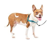 PetSafe - Harnais pour Chien Deluxe Easy Walk (M), Réfléchissant, Confortable, Résistant, Facile à Utiliser, Anti-Traction - Bleu