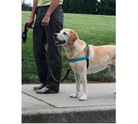 PetSafe - Harnais pour Chien Deluxe Easy Walk (L), Réfléchissant, Confortable, Résistant, Facile à Utiliser, Anti-Traction - Bleu
