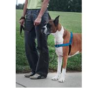PetSafe - Harnais pour Chien Deluxe Easy Walk (M/L), Réfléchissant, Résistant, Facile à Utiliser, Anti-Traction - Bleu Océan