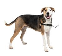 PetSafe - Harnais pour Très Grand Chien Easy Walk (XL) - Noir