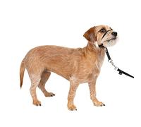PetSafe - Licol Easy Walk pour Petit Chien (S), Confortable, Anti-Traction, avec Laisse en Nylon (Inclus) - Noir