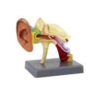 PETSOLA Maqute Biologique D'oreille à 22 Componts Réaliste Modèle D'anatomie l'oreille Base Rectangulaire Robuste pr