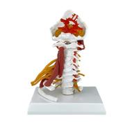 PETSOLA Modèle Colonne Cervicale Didactique Modèle Vertèbres avec Muscles Flexible Colonne Vertébrale avec Muscles pour Étudiants en Mécine