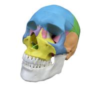 PETSOLA Modèle Crâne Humain Éducatif Crâne Anatomique Facile D'entretien pour Enseignants, 欧美彩头