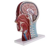 PETSOLA Modèle Réduit de Tête Humaine à L'échelle 1:1, Superficiel, Plan Sagittal.
