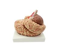 PETSOLA Modèle Simulation D'organe Résistant | Facile à Utiliser, Modèle Cerveau pr l'enseign, Léger, Matériel Pédagogique, Laboratoire, Élèves, Style C