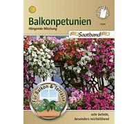 Pétunia 53040 - Mélange de semences pour balcon et terrasse - Très populaire - Fleurs riches.