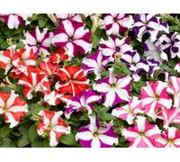 Pétunia star mix - melange