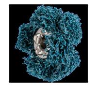 PFERD Pferd POLINOX Étoile abrasif T 19-2 A 180 Quantité:1