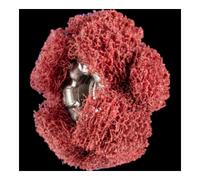 PFERD Pferd POLINOX Étoile abrasif T 19-2 A 280 Quantité:1