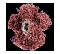 PFERD Pferd POLINOX Étoile abrasive T 25-2 A 80 Quantité:1