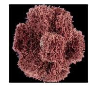 PFERD Pferd POLINOX Étoile abrasive T 38-3 A 80 Quantité:1