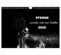 Pferde zwischen Licht und Schatten (Wandkalender 2026 DIN A4 quer), CALVENDO Monatskalender: Pferde vor schwarzem Hintergrund eindrucksvoll mit Licht in schwarzweiß dargestellt