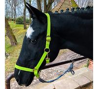 Pferdelinis Licol pour cheval, sang chaud, sang froid, sang froid, licol d'écurie, licol de pâturage, 2 positions de réglage au niveau de la mentonnière et de la têtière, sûr et indéchirable (vert