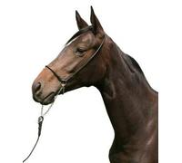 PFIFF Licol Noir Complet