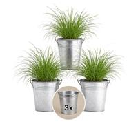 Pflanze Plus | Herbe à chat (Cyperus zumula) | Lot de 3 plantes avec pot en zinc | Plante d'intérieur facile d'entretien